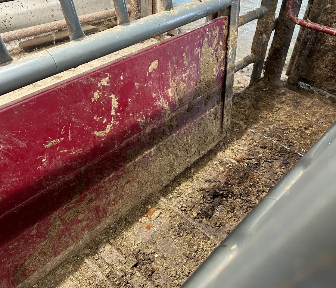 Vet Clinic Cattle Chute — Wash-Out — Before